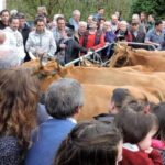 En San Antón «Tira pa Cuaya»: así será la fiesta con gran subasta de pitos, conejos, novillas y mantecas
