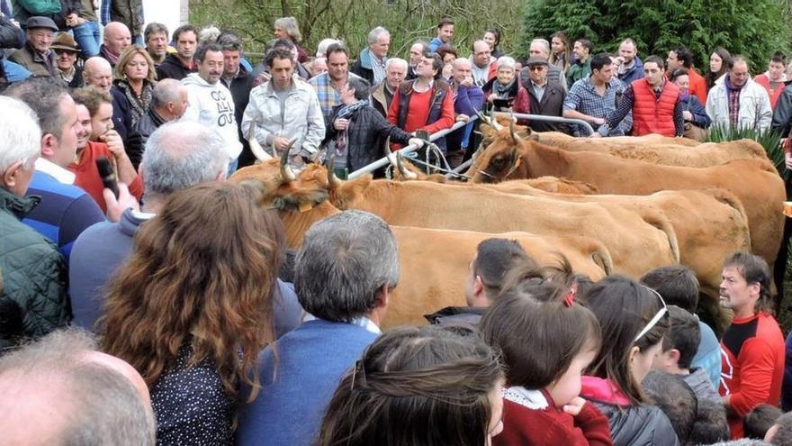 En San Antón «Tira pa Cuaya»: así será la fiesta con gran subasta de pitos, conejos, novillas y mantecas