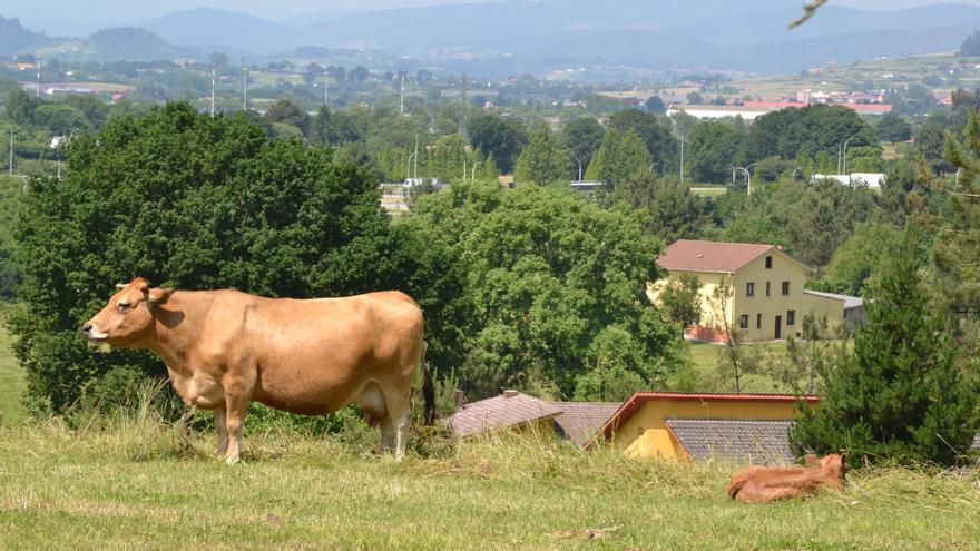 Llanera apoya a los ganaderos a través del comercio local: esta es la iniciativa puesta en marcha por el Ayuntamiento