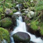 De ruta por el mágico bosque de Muniellos: así es el mayor robledal de España, que alaba hasta » The New York Times»