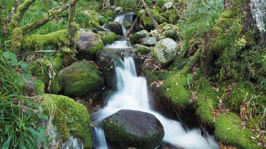 De ruta por el mágico bosque de Muniellos: así es el mayor robledal de España, que alaba hasta » The New York Times»