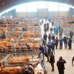 Las operaciones del mercado de ganado de Pola de Siero movieron más de 50 millones de euros en 2024