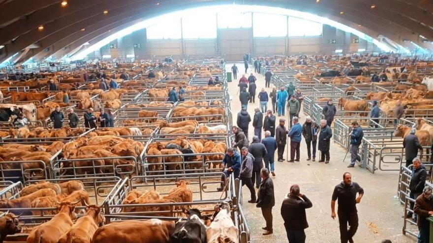 Las operaciones del mercado de ganado de Pola de Siero movieron más de 50 millones de euros en 2024