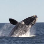 Descubren que una especie de ballena puede vivir más de 200 años