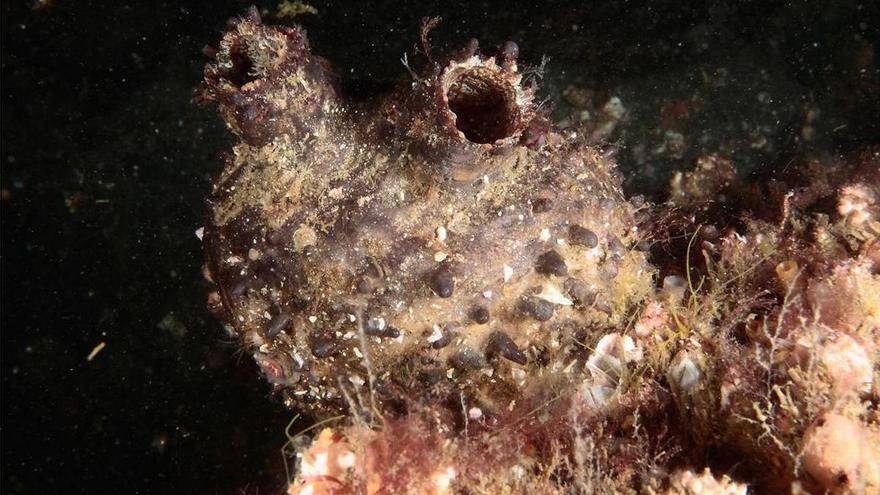 Llega a Galicia una nueva especie exótica invasora que podría amenazar el cultivo de mejillón