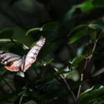 La asombrosa hazaña de una mariposa: vuela 3.000 kilómetros, de Japón a Hong Kong