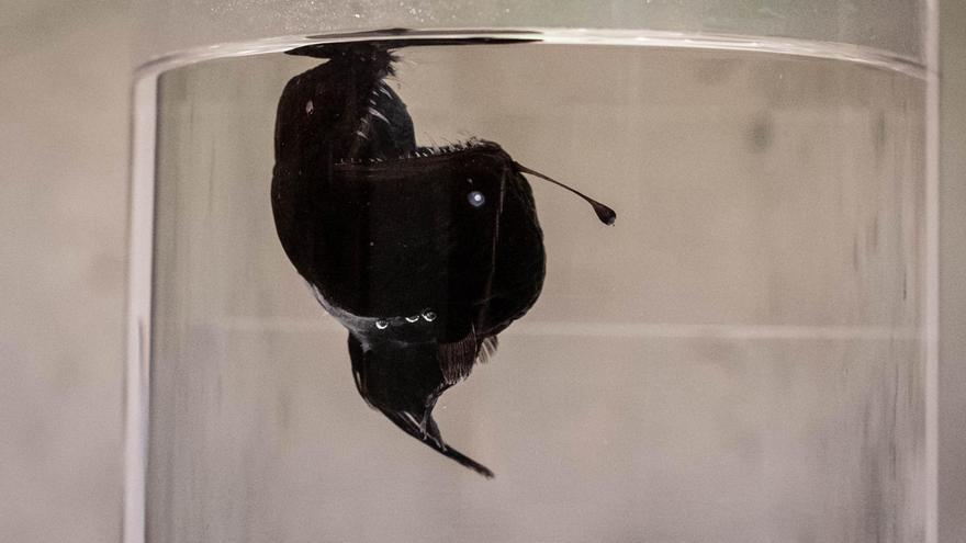 La teoría sobre las últimas horas de la pez diablo encontrada en la costa de Tenerife: arrastrada a la superficie por una fuerte corriente