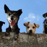 Los perros saben expresar sus necesidades pulsando botones de una máquina, descubren los científicos