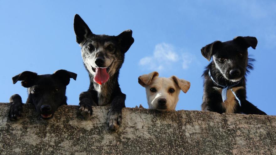 Los perros saben expresar sus necesidades pulsando botones de una máquina, descubren los científicos