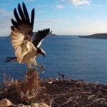 Las aves, centinelas de la salud ambiental: los expertos destacan su papel clave en la conservación