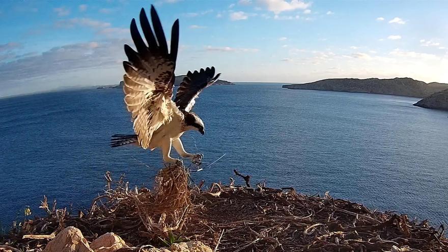 Las aves, centinelas de la salud ambiental: los expertos destacan su papel clave en la conservación