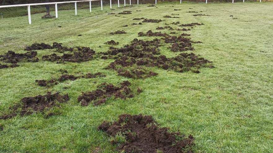 La jornada en Primera Asturfútbol: el campo del Unión Comercial, destrozado por los jabalíes