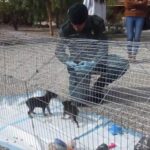 Un vecino de Lorca (Murcia) amputó la cola a cuatro cachorros