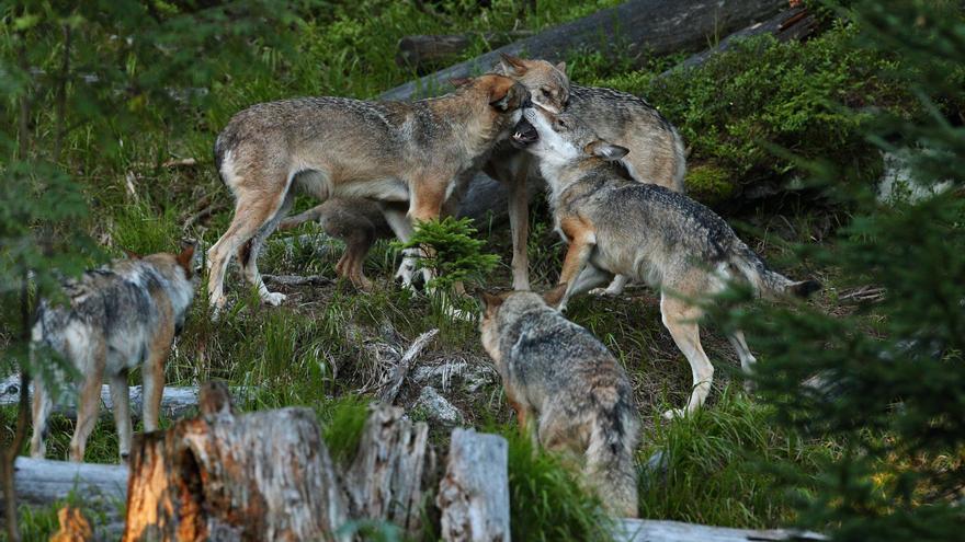 Ecologistas europeos lanzan una campaña para evitar la rebaja en la protección del lobo