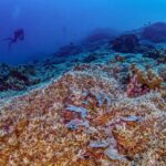 Una luz de esperanza para los arrecifes de coral: esta herramienta puede salvarlos de la extinción