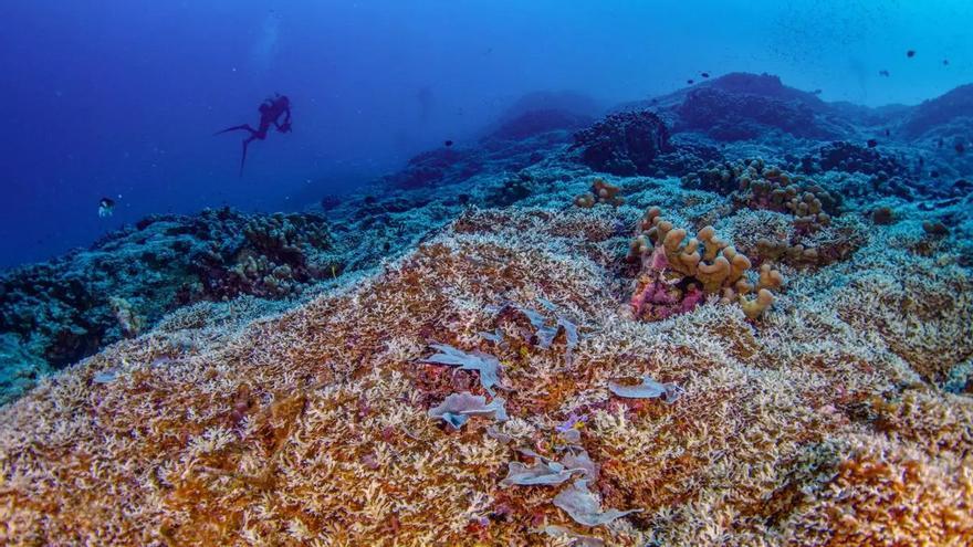 Una luz de esperanza para los arrecifes de coral: esta herramienta puede salvarlos de la extinción