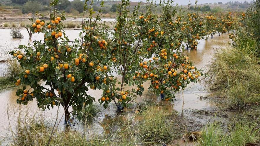 Las naranjas serán el cultivo principal del Reino Unido en 2080 debido al cambio climático