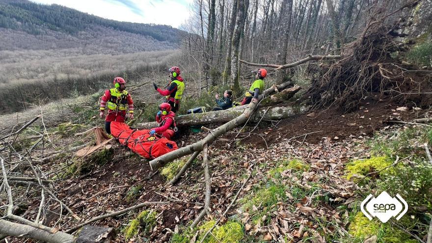 Herido un leñador en Boal al caerle un árbol encima mientras realizaba una tala