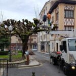 Villaviciosa trata 25 árboles singulares con un nuevo plan de zonas verdes que ronda el millón de euros
