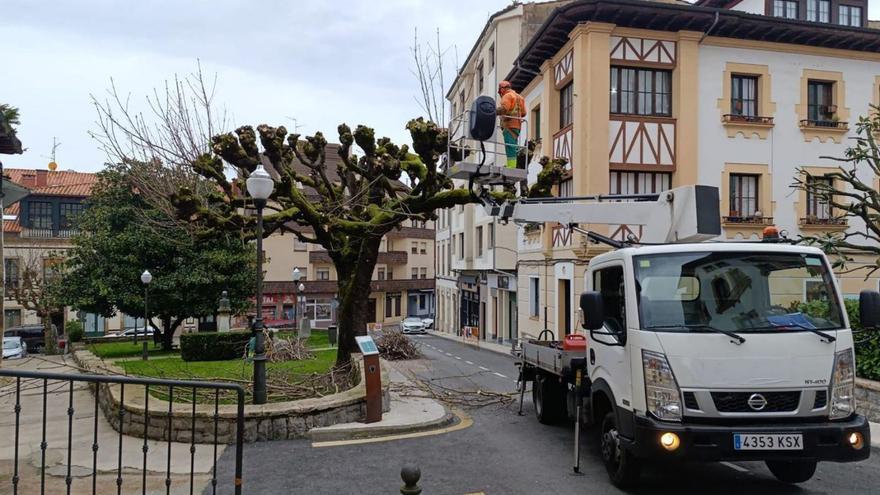 Villaviciosa trata 25 árboles singulares con un nuevo plan de zonas verdes que ronda el millón de euros