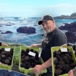 Y los mariscadores volvieron a por oricios asturianos nueve años dempués: asina tornaron a los pedreros