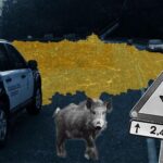 Aumentan los accidentes con animales en Asturias: estos son los nueve puntos negros
