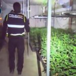 Cuatro detenidos por el cultivo de 1.350 plantas de marihuana en una nave