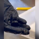 Cuánto mide realmente el pez diablo y otras curiosidades sobre este fascinante animal abisal