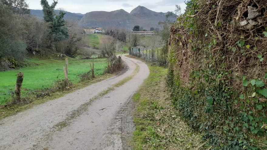 Llanes ejecuta labores de limpieza y desbroce en la zona rural
