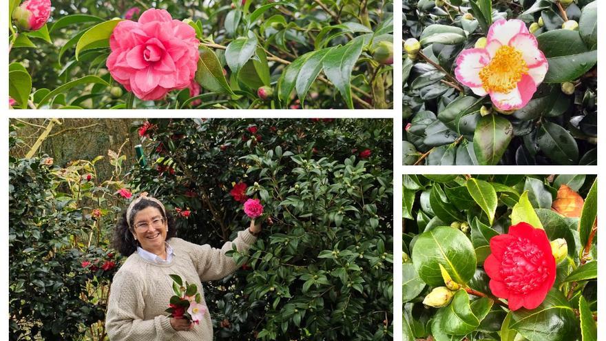 El jardin de camelias de María Jesús Guitérrez, en imágenes