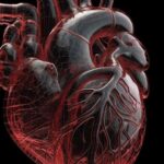 Miocardiopatía: qué es, qué tipos hay, cómo nos afecta y quién la padece