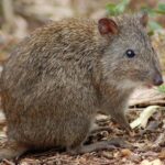 El marsupial más raro del mundo muestra signos de recuperación tras considerarse extinguido
