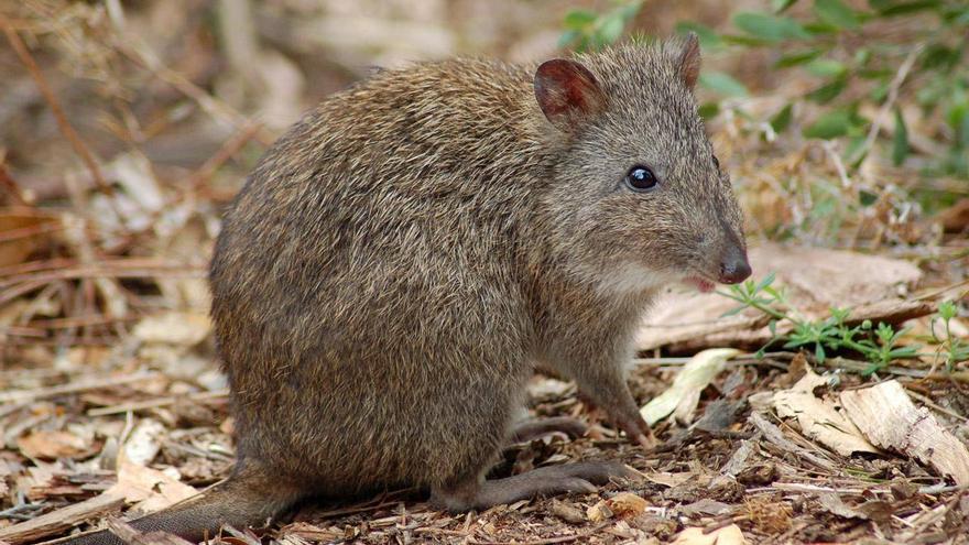 El marsupial más raro del mundo muestra signos de recuperación tras considerarse extinguido