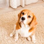 ¿Tu perro mea en la alfombra? Claves para entender por qué lo hace y cómo eliminar las manchas
