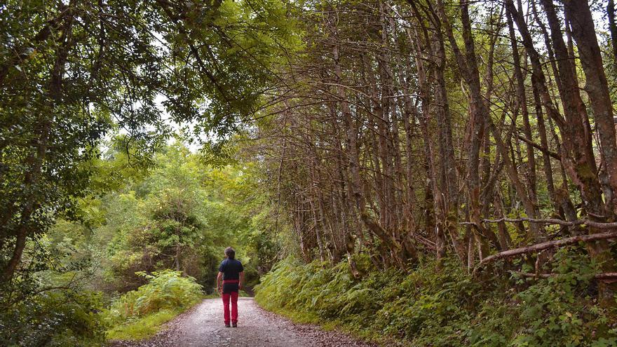El sector forestal a debate: esta es la jornada que acoge Salas el lunes para aprender a realizar una gestión eficiente del monte