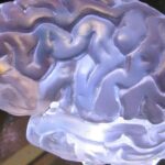 Revelan cómo el cerebro procesa y entiende el significado del número cero