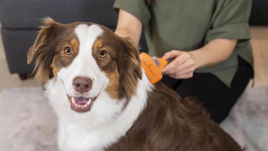Farmacéuticos y veterinarios se enfrentan por la normativa que regula la prescripción de antibióticos a las mascotas