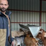 El primer pueblo de España con cabras en «plantilla» para limpiar el monte está en Málaga