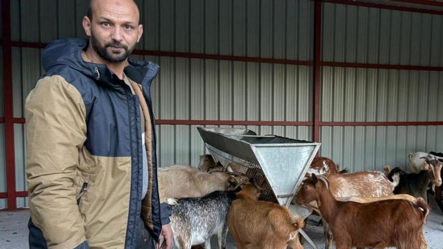 El primer pueblo de España con cabras en «plantilla» para limpiar el monte está en Málaga