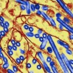 ¿Puede la gripe aviar desatar una nueva pandemia?