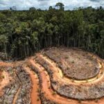 La deforestación amenaza a 7.600 especies que dependen de los bosques en todo el mundo
