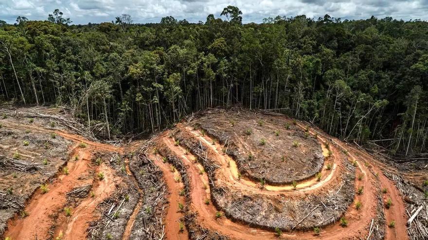 La deforestación amenaza a 7.600 especies que dependen de los bosques en todo el mundo