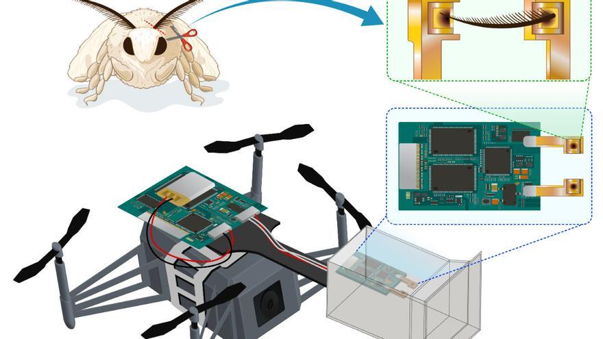 Un dron biohíbrido con alas de polilla identifica olores y puede ser crucial en el monitoreo ambiental