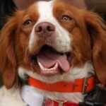 Malas noticias para los propietarios de perro: el ajuste de Hacienda que les pilla por sorpesa