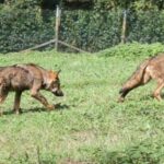 Detectado por primera vez en Asturias un parásito que afecta a ganado y fauna: un lobezno se autoamputó una pata
