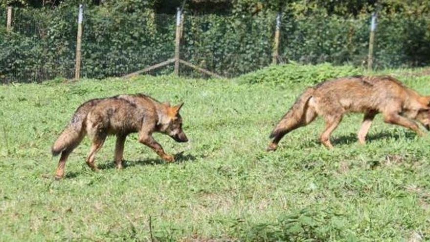 Detectado por primera vez en Asturias un parásito que afecta a ganado y fauna: un lobezno se autoamputó una pata