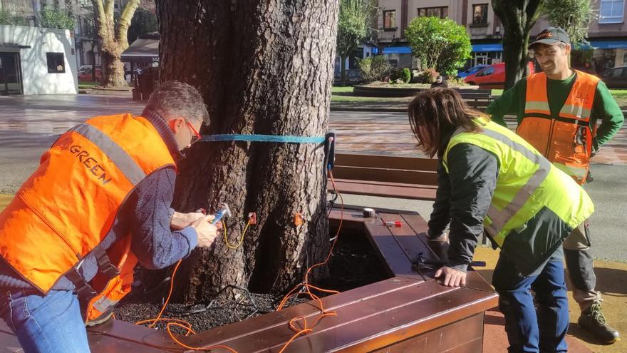 ¿Qué pasa, tronco?: Langreo inicia un estudio sobre el estado de los árboles de sus parques