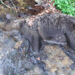 Ya hay resultado de la necropsia de la osa hallada muerta en un arroyo entre Somiedo y Belmonte