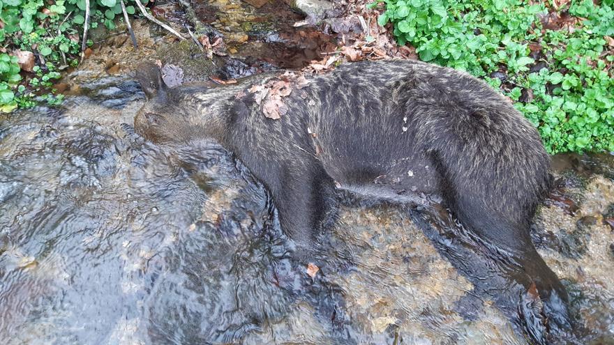 Ya hay resultado de la necropsia de la osa hallada muerta en un arroyo entre Somiedo y Belmonte