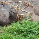 VÍDEO: Las nutrias vuelven a surcar en estas fechas invernales las gélidas aguas del río Güeña a su paso por la ciudad de Cangas de Onís